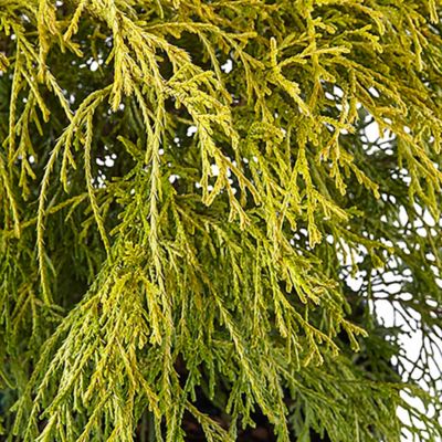 Image showing 2.25 gal. Potted Gold Mop Shrub