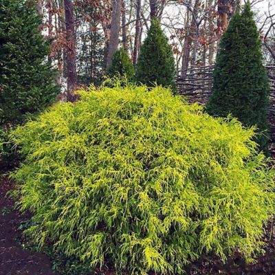 Image showing 2.25 gal. Potted Gold Mop Shrub