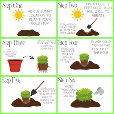 Image showing 2.25 gal. Potted Gold Mop Shrub