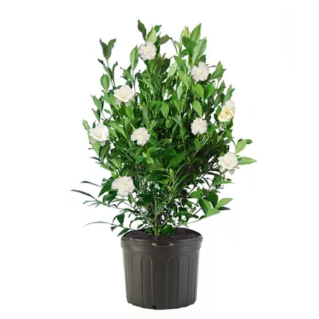 2.25 gallons Gardenia plant in pot Bushes