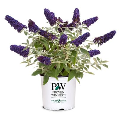 Proven Winners 2 gal. Potted Buddleia Plant