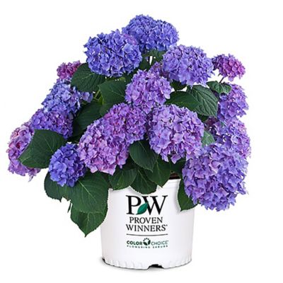 Proven Winners 2 gal. Potted Hydrangea Plant