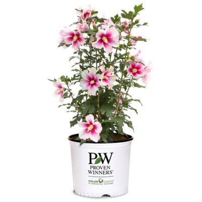 Proven Winners 2 gal. Potted Hibiscus Shrub