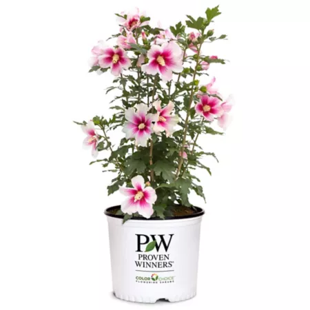 Proven Winners 2 gal Hibiscus plant in pot Bushes