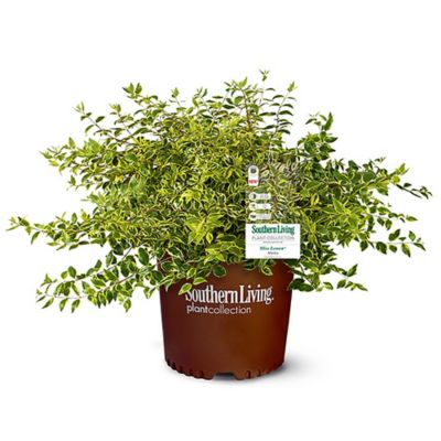 Southern Living 2 gal. Potted Abelia Plant