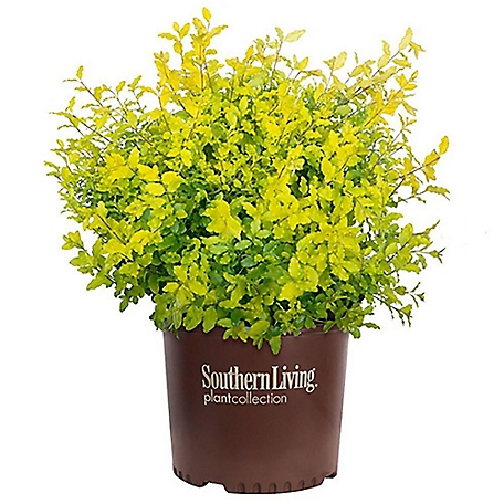 Southern Living 2 gal. Ligustrum Plant