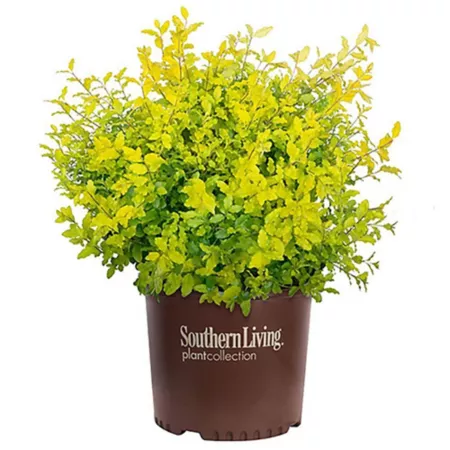 Southern Living 2 gal Ligustrum plant in pot Bushes