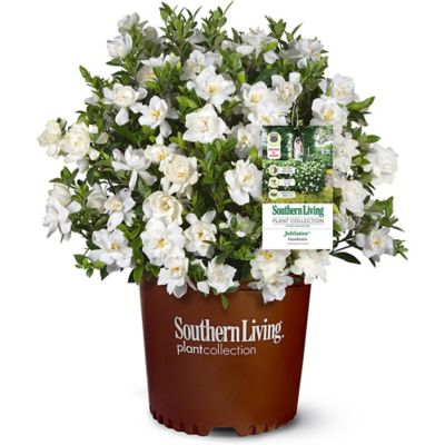 Southern Living 2 gal. Potted Gardenia Shrub