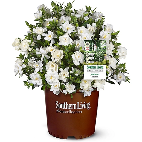 Southern Living 2 gal. Gardenia Plant