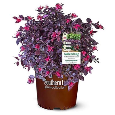 Southern Living 2 gal. Loropetalum Plant