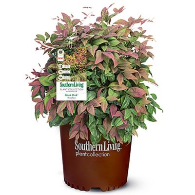 Southern Living 2 gal. Nandina Plant