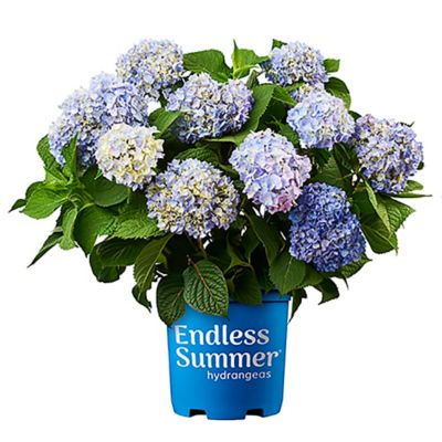 Endless Summer 1 gal. Potted Hydrangea Plant