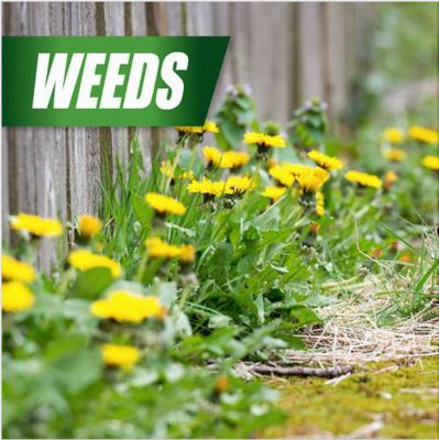Image showing  1 gal. Weed Killer for Lawns with Nested Trigger