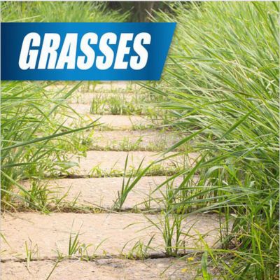 Image showing  2.5 gal. Weed and Grass Killer Concentrate