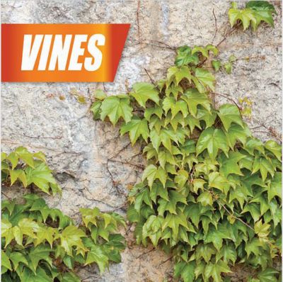 Image showing 6 th PULVERIZE 32 oz. Weed Brush and Vine Killer, Concentrate