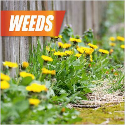 Image showing 12 th PULVERIZE 1 gal. Ready-to-Use Weed Brush and Vine Killer with Nested Trigger