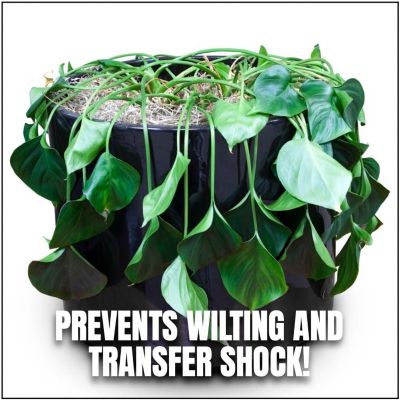 Image showing  Anti-Transpirant Plant Conditioner, 1 qt. Concentrate