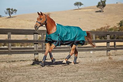 Saxon 250g/1200D Polyester Heavyweight Horse Cover II with Shoulder Gussets and Standard Neck, Heavyweight