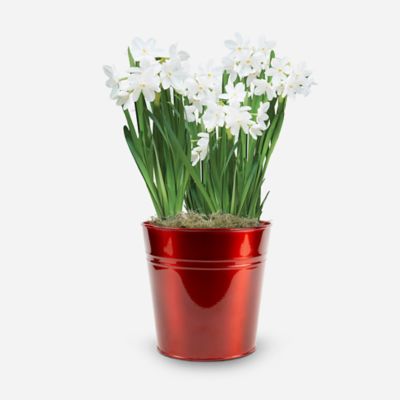 DeGroot Paperwhites in Red Metallic in Pot