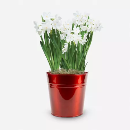 DeGroot Paperwhites in Metallic Red in Pot Perennials