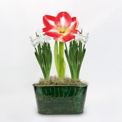 DeGroot Amaryllis and Paperwhites Mix with Green Holiday Tin Pot