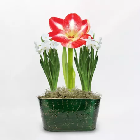 DeGroot Amaryllis and Paperwhites Mix with Green Holiday Tin Pot Perennials