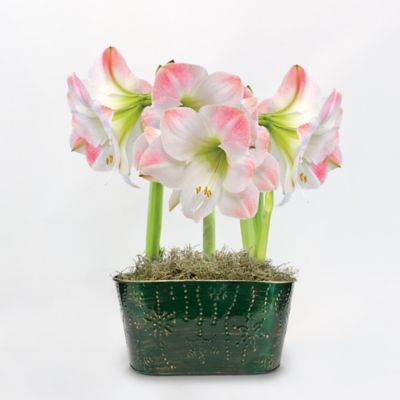 DeGroot Apple Blossom Amaryllis Trio with Green Holiday Tin Pot