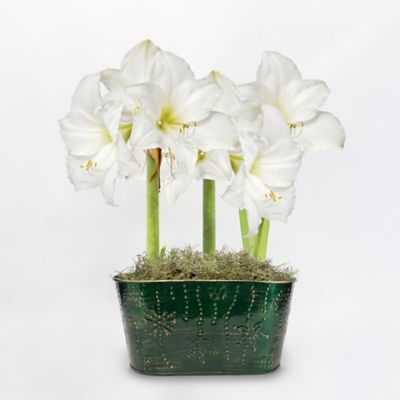 DeGroot Christmas Gift Amaryllis Trio with Green Holiday Tin Pot