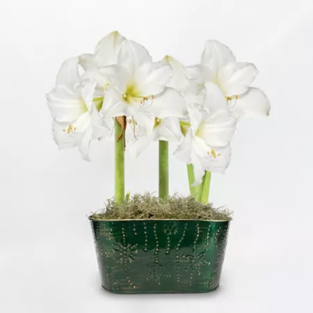 DeGroot Christmas Gift Amaryllis Trio with Holiday Green Tin Pot Perennials