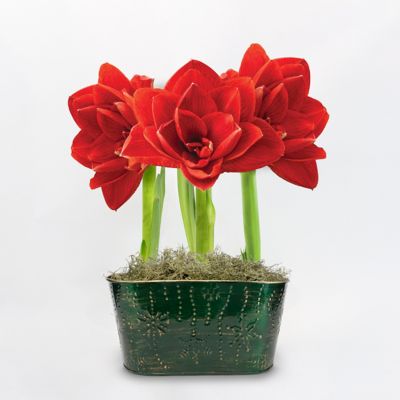 DeGroot Kebol Double Red Amaryllis Trio with Green Holiday Tin Pot