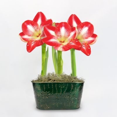 DeGroot Minerva Striped Amaryllis Trio with Green Holiday Tin Pot