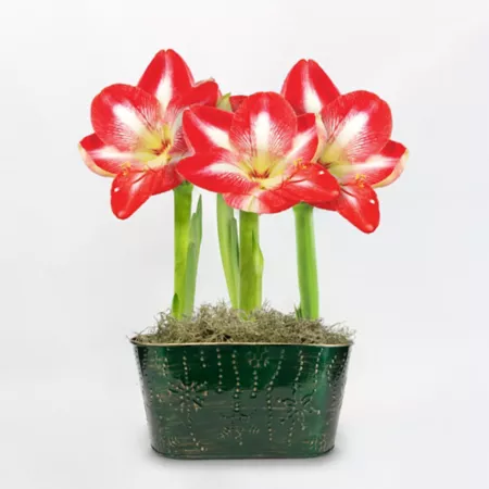 DeGroot Minerva Striped Amaryllis Trio with Holiday Green Tin Pot Perennials