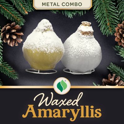 DeGroot Waxed Amaryllis Metal Combo