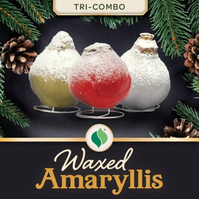 DeGroot Waxed Amaryllis Tri-Combo