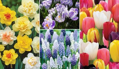 DeGroot 45 Days of Blooms Garden Bulb Mix, 50 count