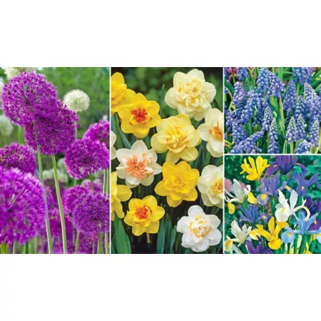 DeGroot Deer Resistant Garden Bulb Mix 50 Count Perennials