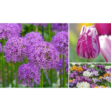 DeGroot Purple Passion Garden Bulb Mix 45 units Perennials