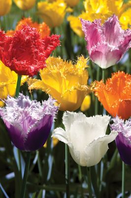 DeGroot Fringed Tulip Mix