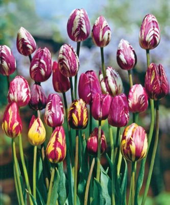 DeGroot Rembrandt Tulip Bulb Mix, 7 count