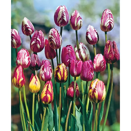 DeGroot Rembrandt Tulip Bulb Mix 7 units Perennials