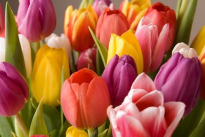 DeGroot Easter Tulip Bulb Mix, 12 count