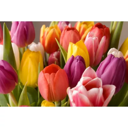 DeGroot Easter Tulip Bulb Mix 12 Count Perennials