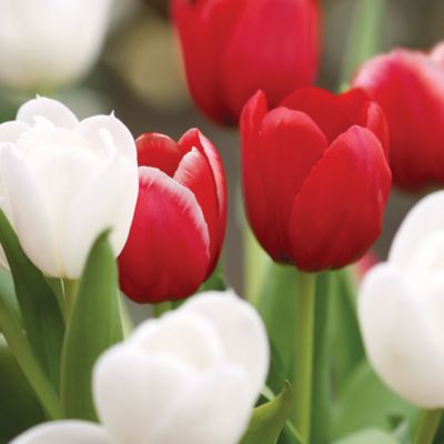 DeGroot Valentine Tulip Bulb Mix, 12 count