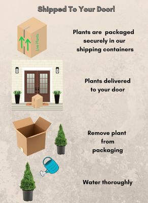 Image showing 1 gal. Potted Alberta Spruce Shrub