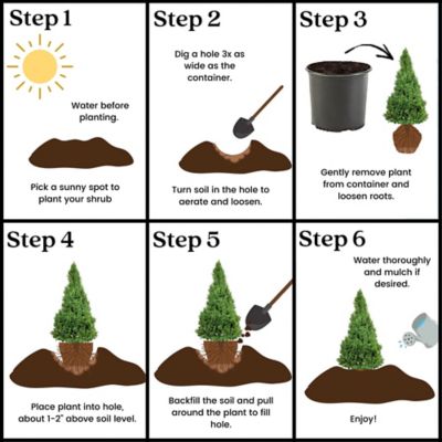 Image showing 1 gal. Potted Alberta Spruce Shrub