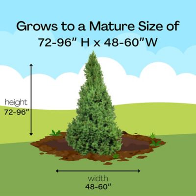 Image showing 5 th 1 gal. Potted Alberta Spruce Shrub