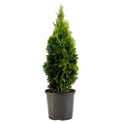 1 gal. Potted Arborvitae Emerald Green Shrub