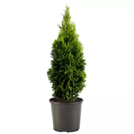 1 gallon Emerald Green Arborvitae Shrub in Pot Bushes