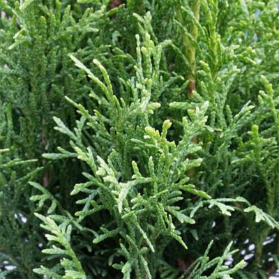 Image showing 1 gal. Potted Emerald Green Arborvitae Shrub
