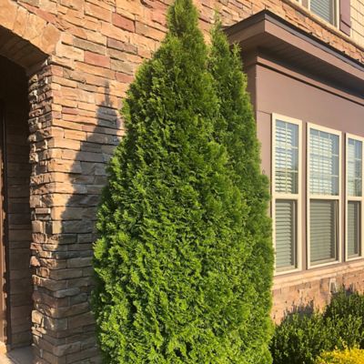 Image showing 1 gal. Potted Emerald Green Arborvitae Shrub